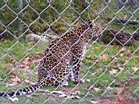 Panthere de l'Amour - Panthera pardus orientalis (cla Mammiferes) (ord Carnivores) (fam Felides) (02)